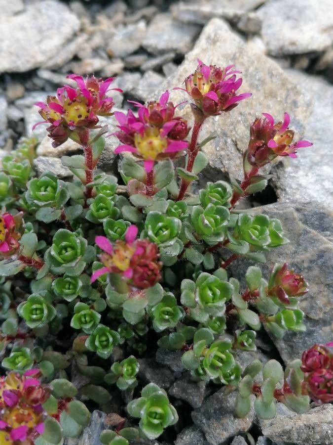 Saxifraga biflora — search result for 'Saxifraga'