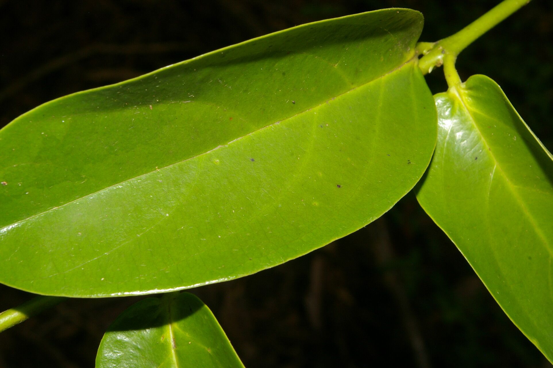 Banisteriopsis elegans leaf