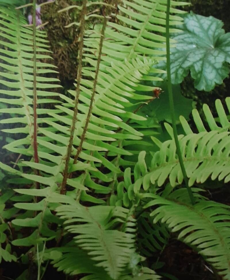 Blechnum niponicum — houseplant care guide