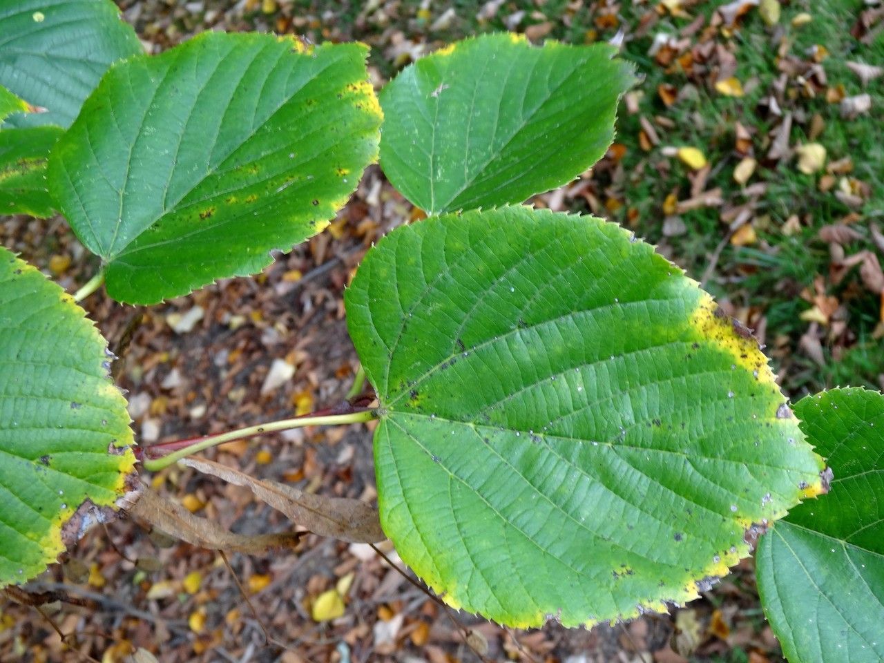 Tilia maximowicziana other