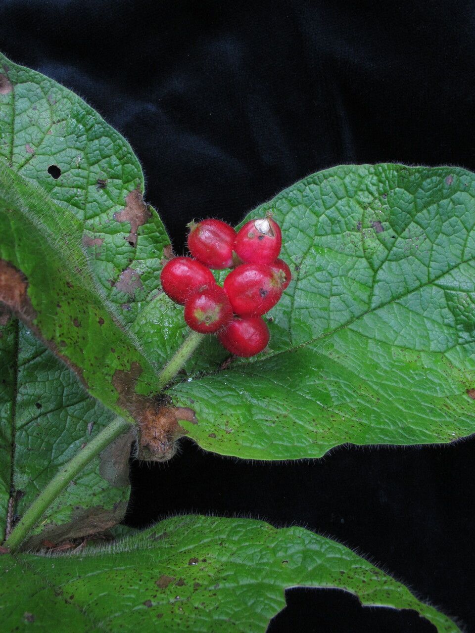 Triosteum himalayanum habit