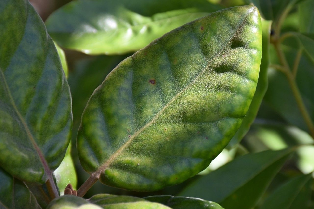 Eugenia tinifolia leaf