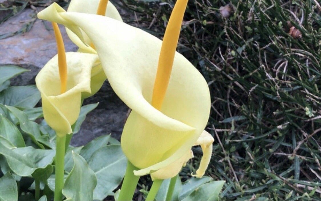 Arum creticum flower