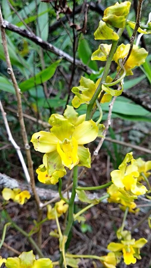 Cyrtopodium palmifrons flower