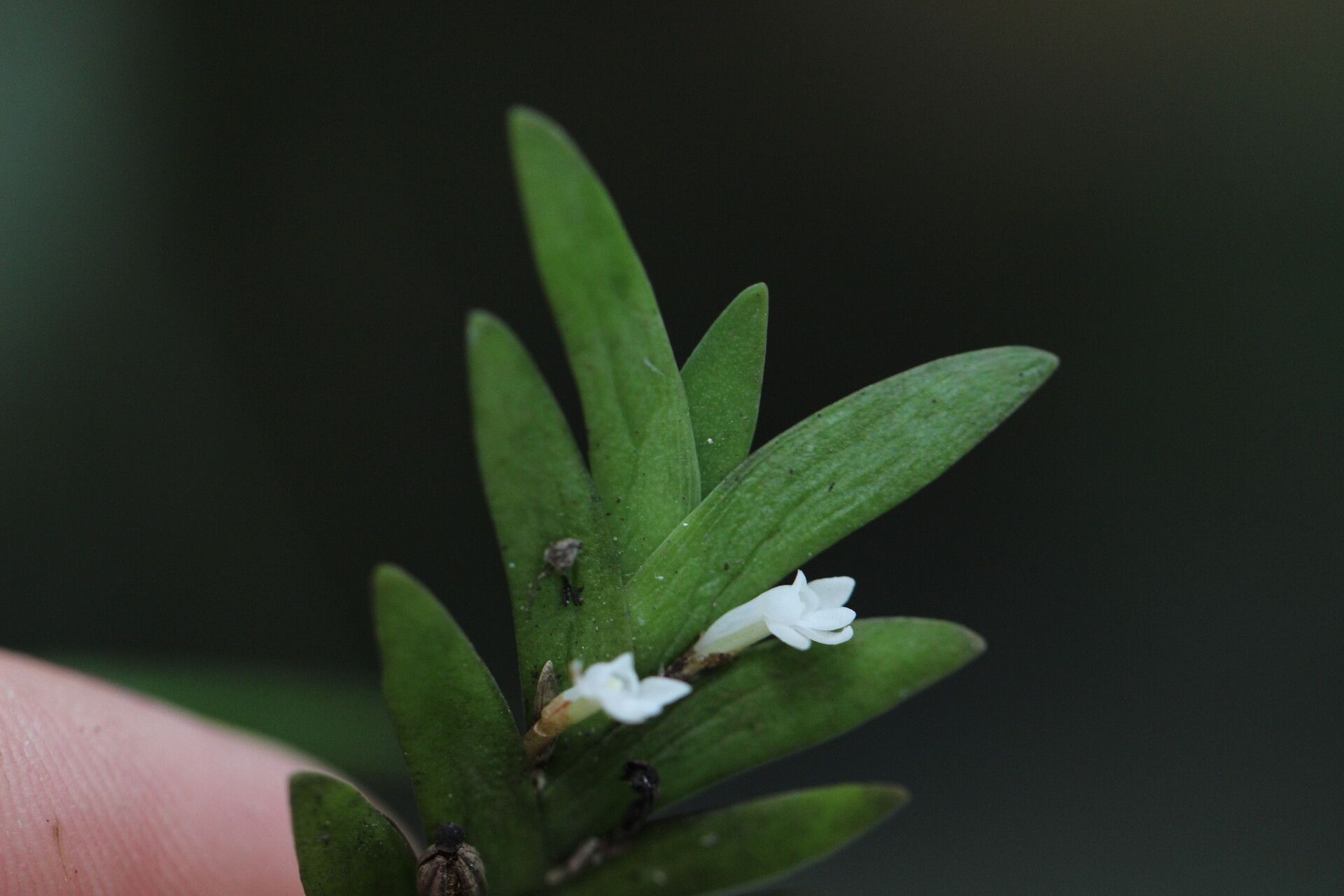 Angraecum biteaui flower