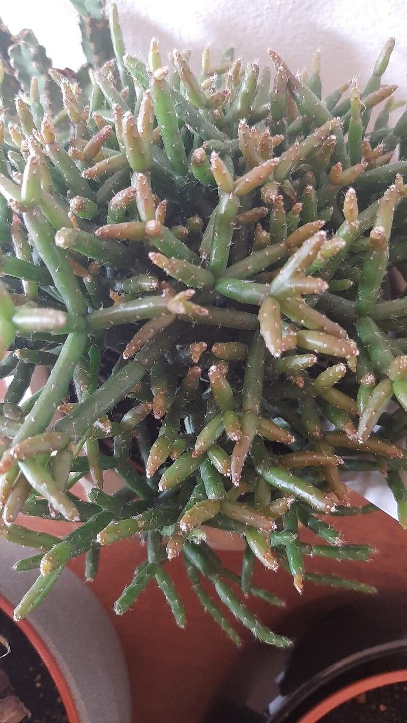 Rhipsalis burchellii flower