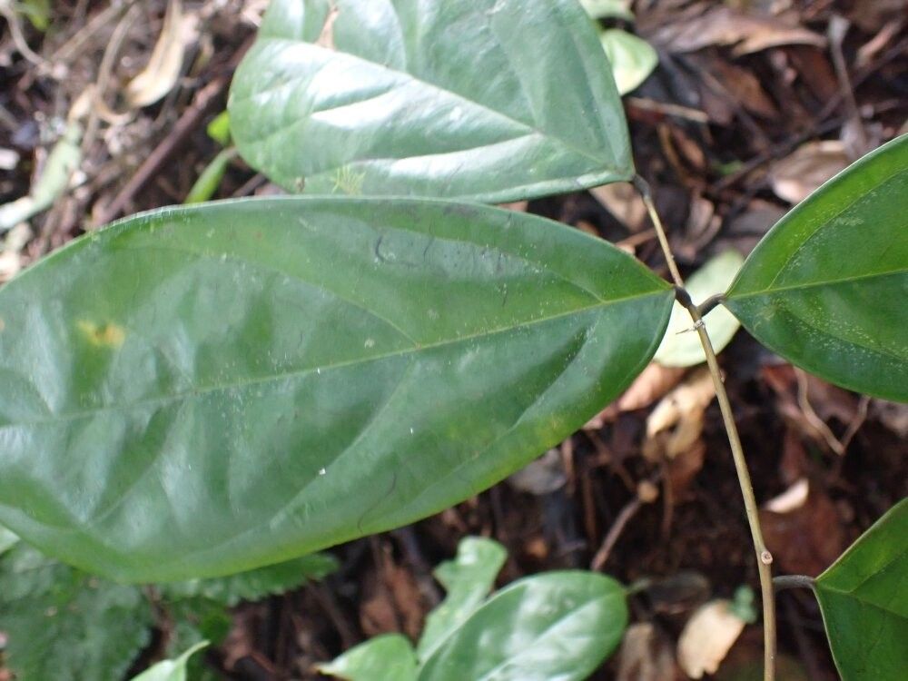 Rourea calophylla — houseplant care guide