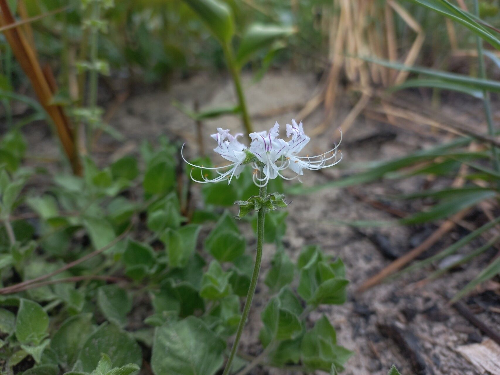 Ocimum decumbens flower