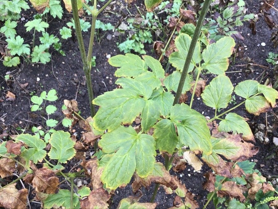 Actaea cimicifuga