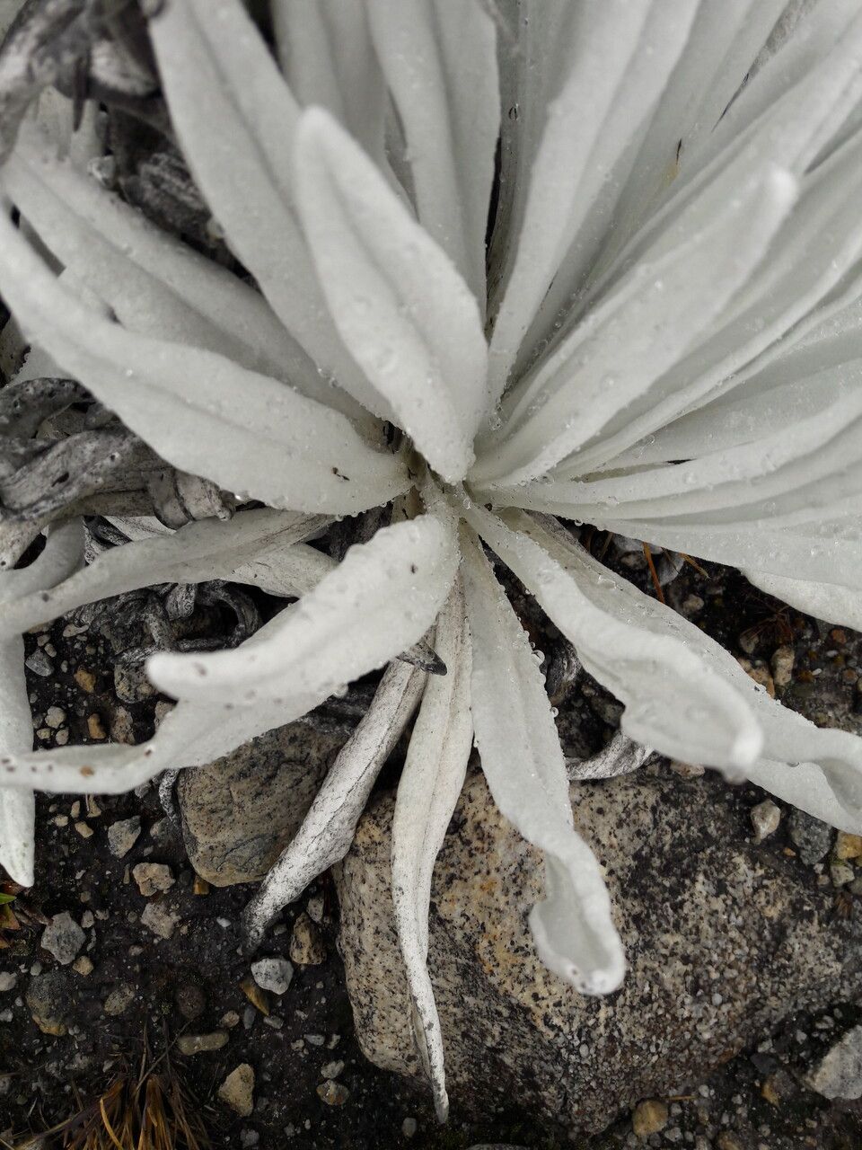 Senecio niveoaureus — search result for 'Senecio'