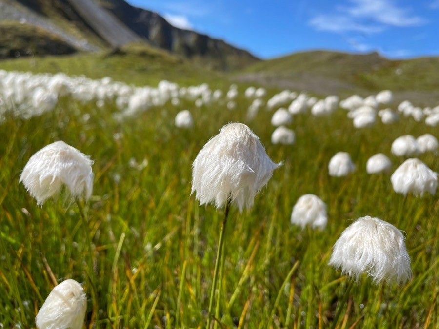 Eriophorum scheuchzeri flower