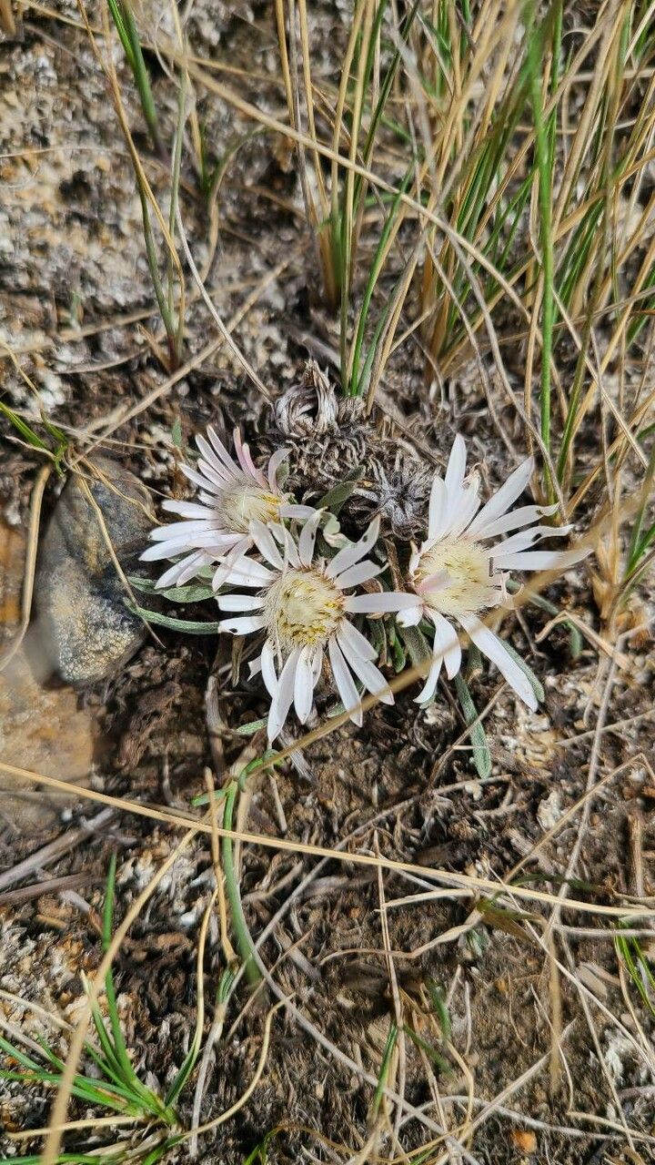 Townsendia exscapa flower