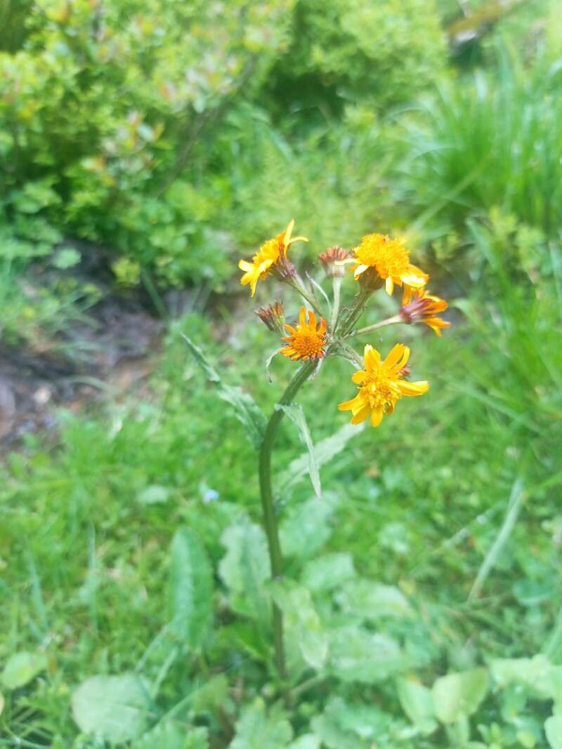 Tephroseris crispa flower