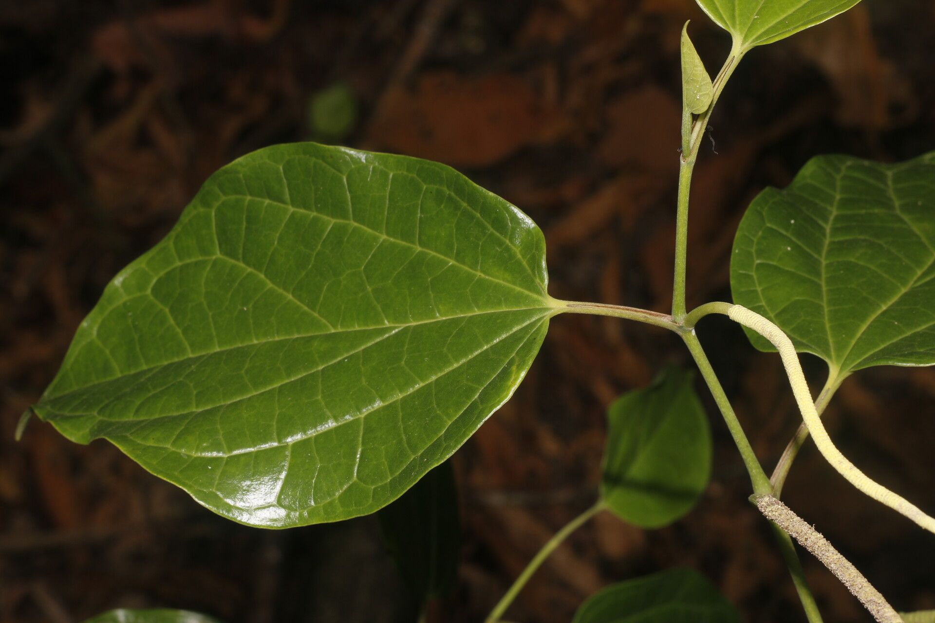 Piper multiplinervium leaf
