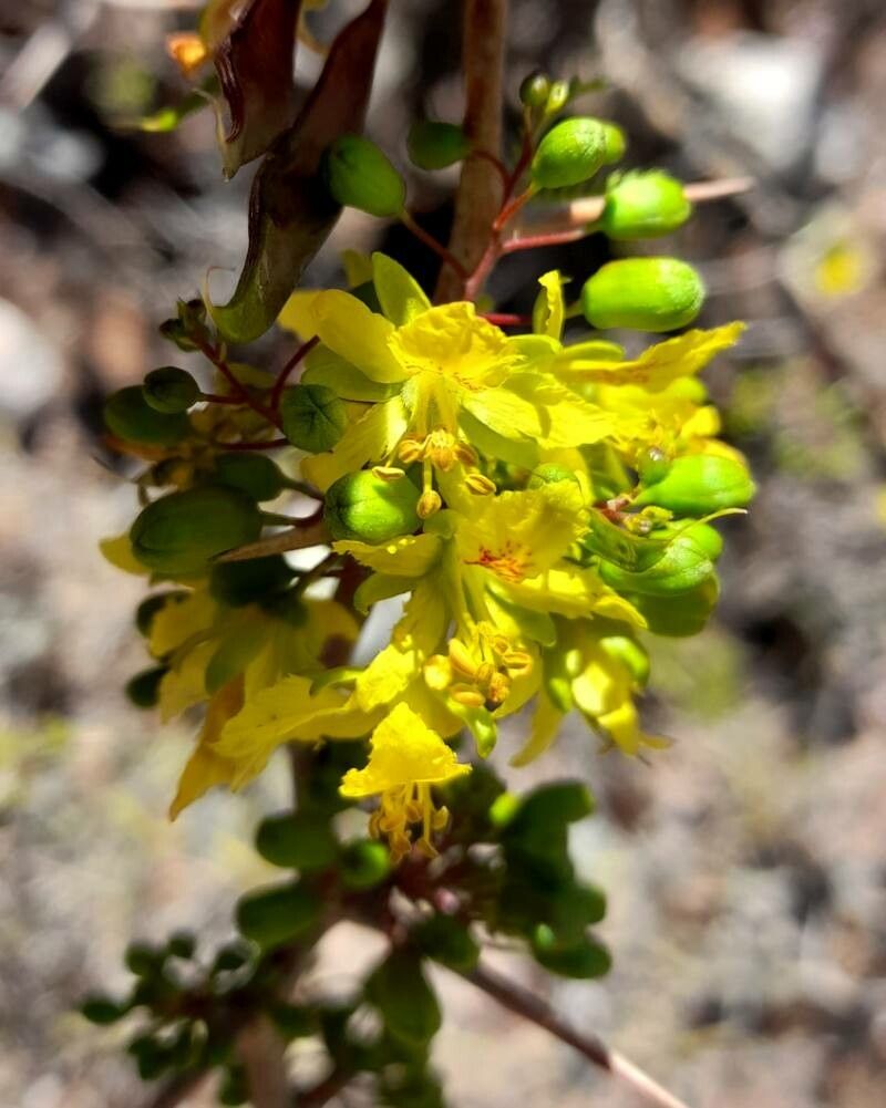 Parkinsonia andicola — related species from the same genus