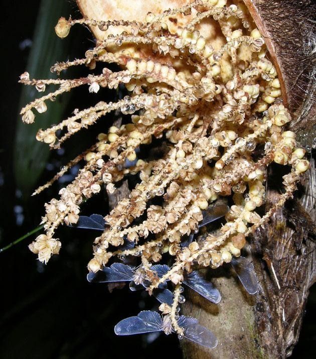 Bactris longiseta flower