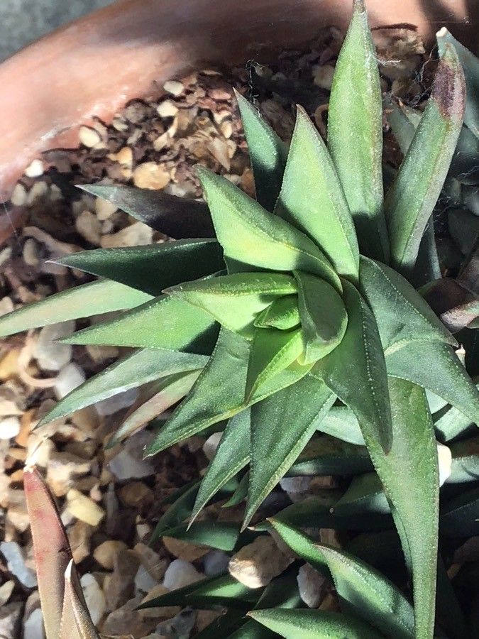 Haworthia glabrata — search result for 'Haworthia'