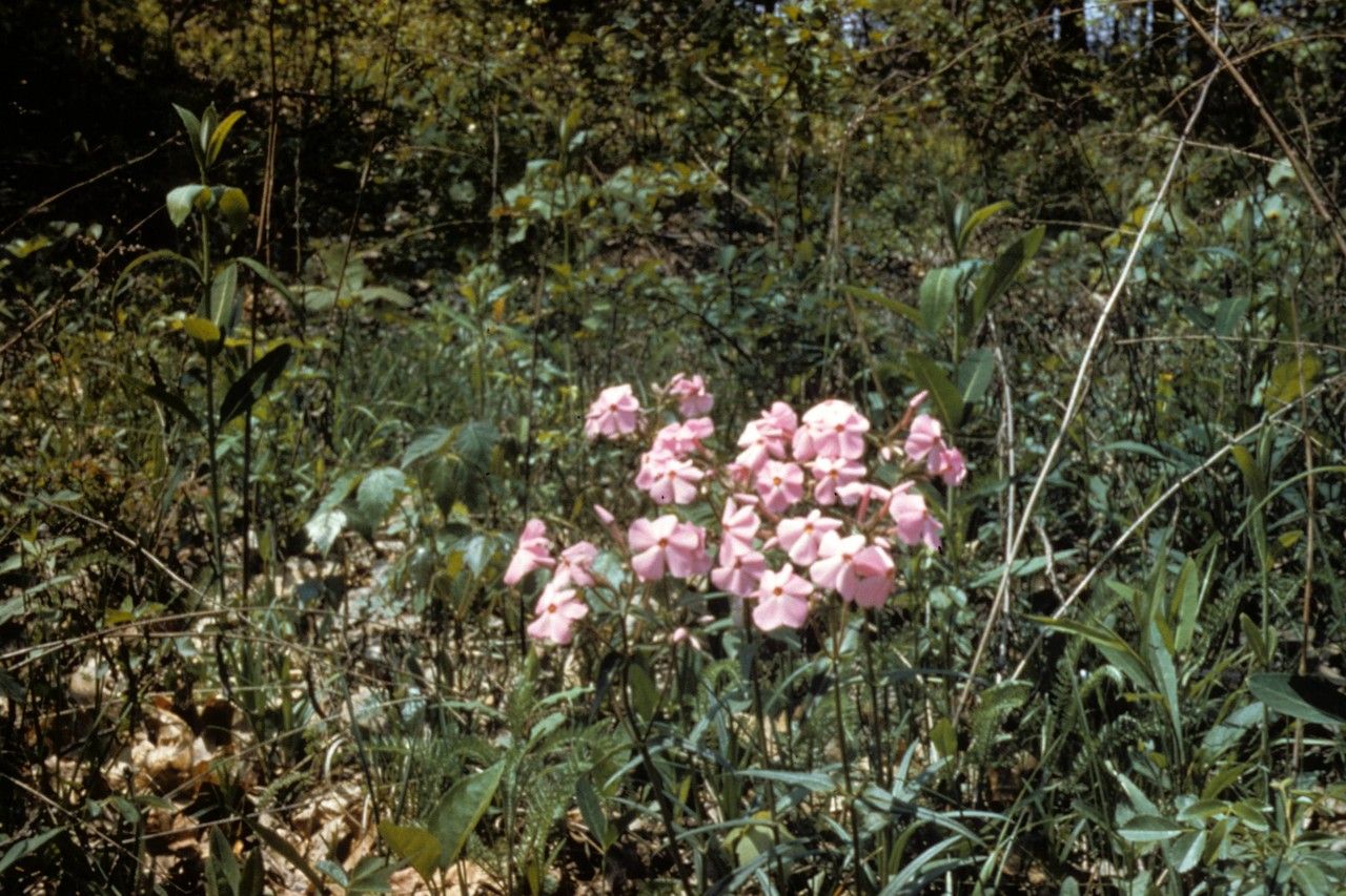 Phlox buckleyi habit