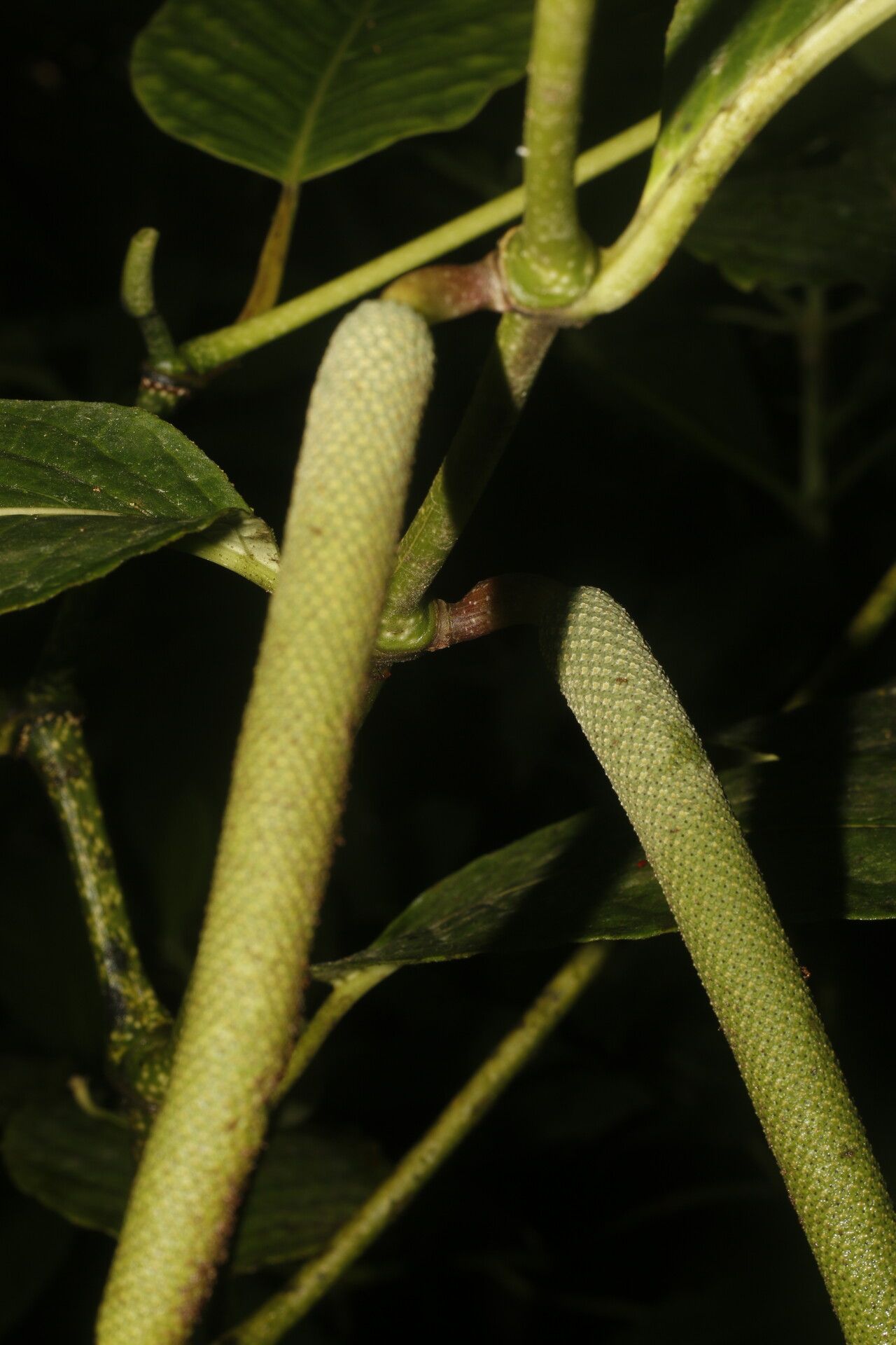 Piper pseudobumbratum fruit