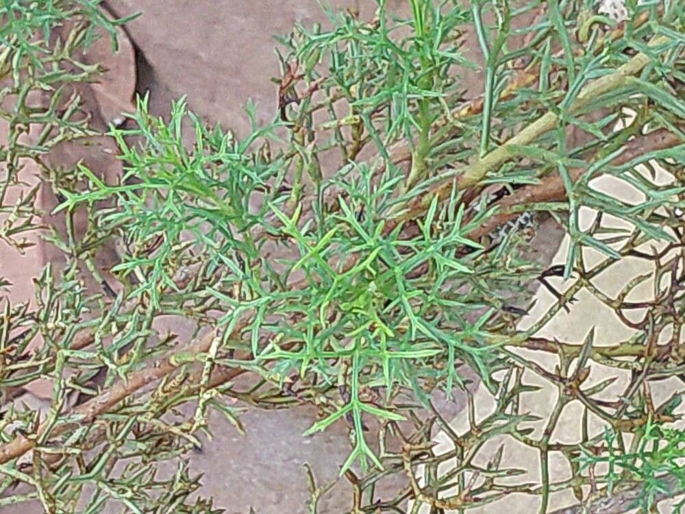 Isopogon formosus — related species from the same genus