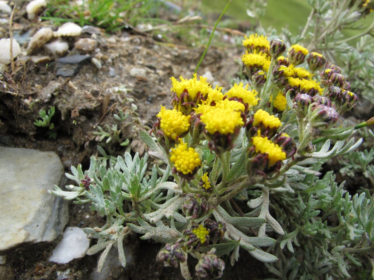 Ajania nubigena — related species from the same genus