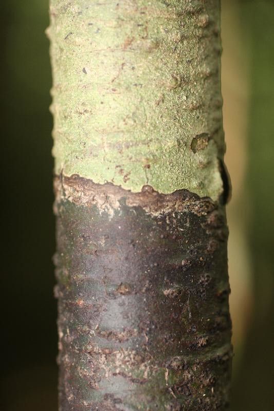 Licania membranacea bark