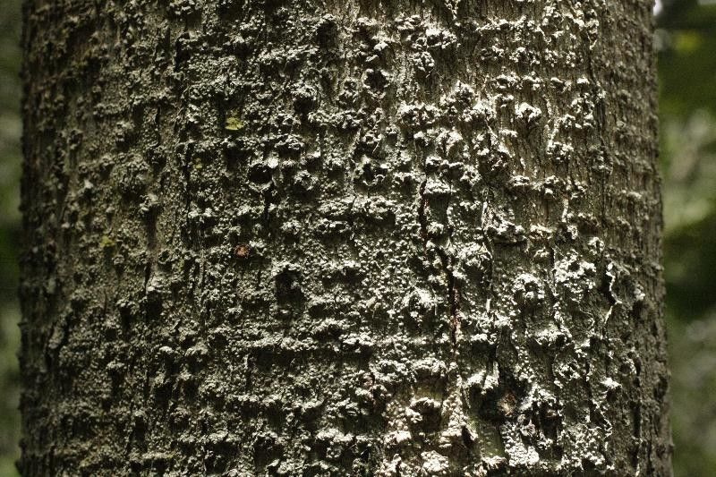 Licania densiflora bark