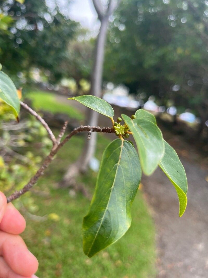 Colubrina oppositifolia leaf