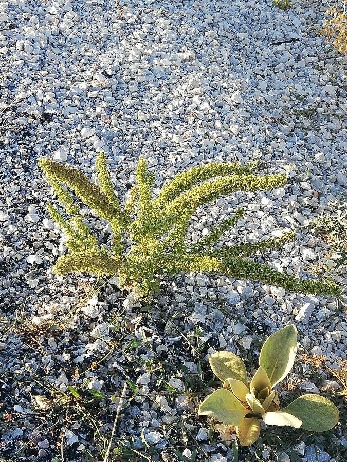 Dysphania botrys leaf