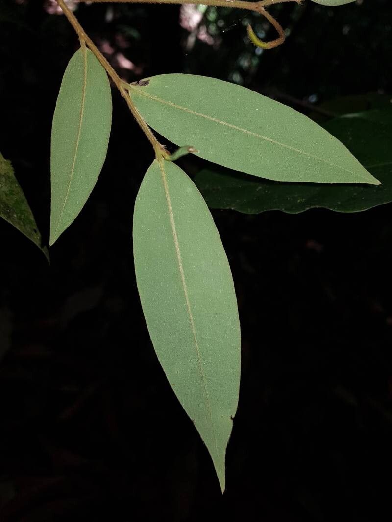 Xylopia macrantha — houseplant care guide