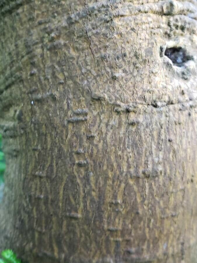 Pisonia umbellifera bark