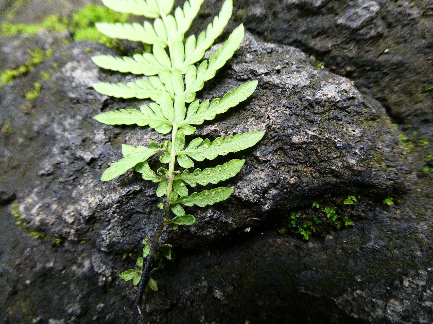 Thelypteris sancta — search result for 'Thelypteris'