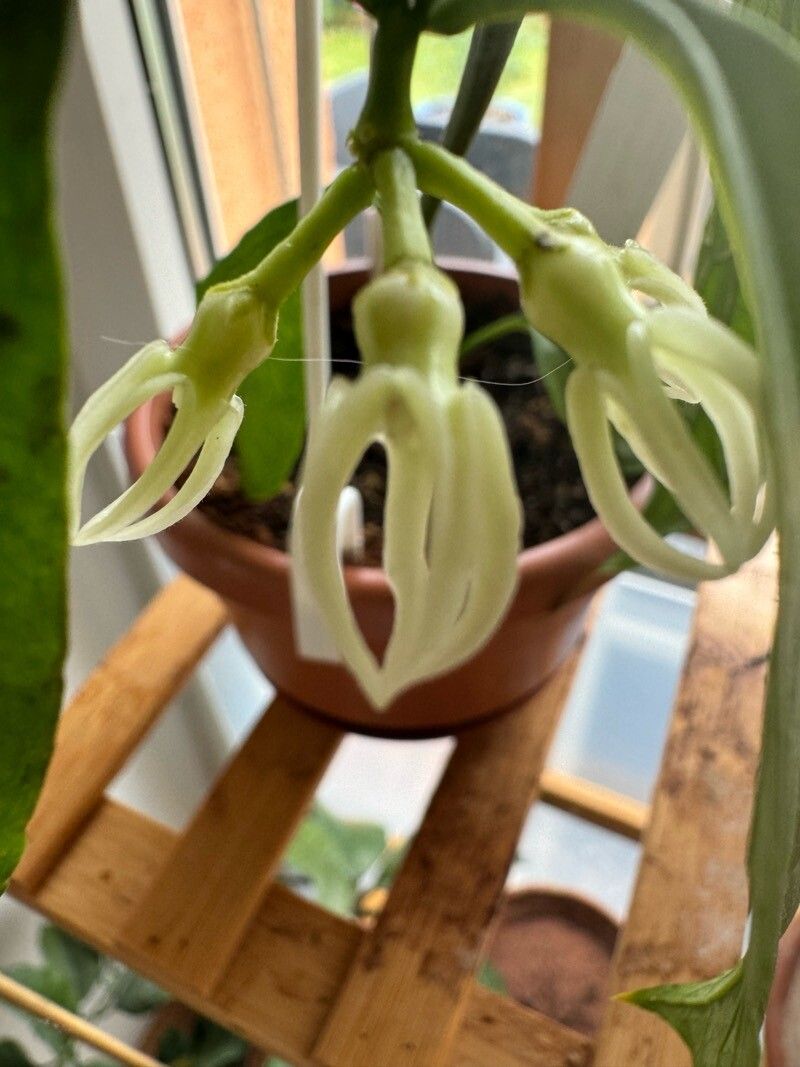 Hoya decipulae flower