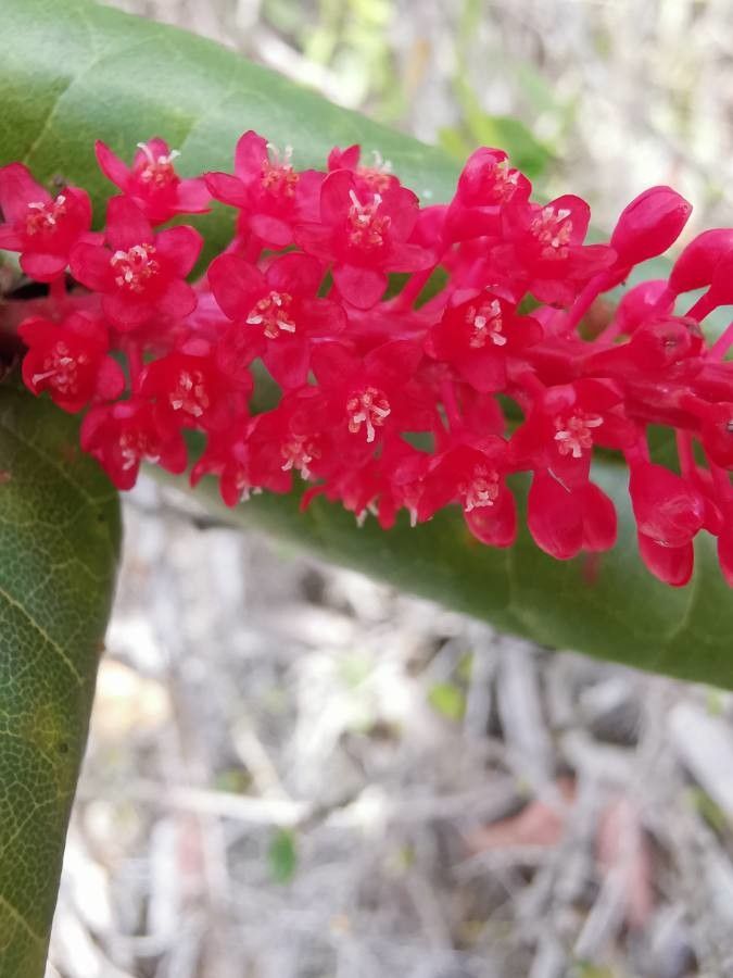 Coccoloba cowellii flower