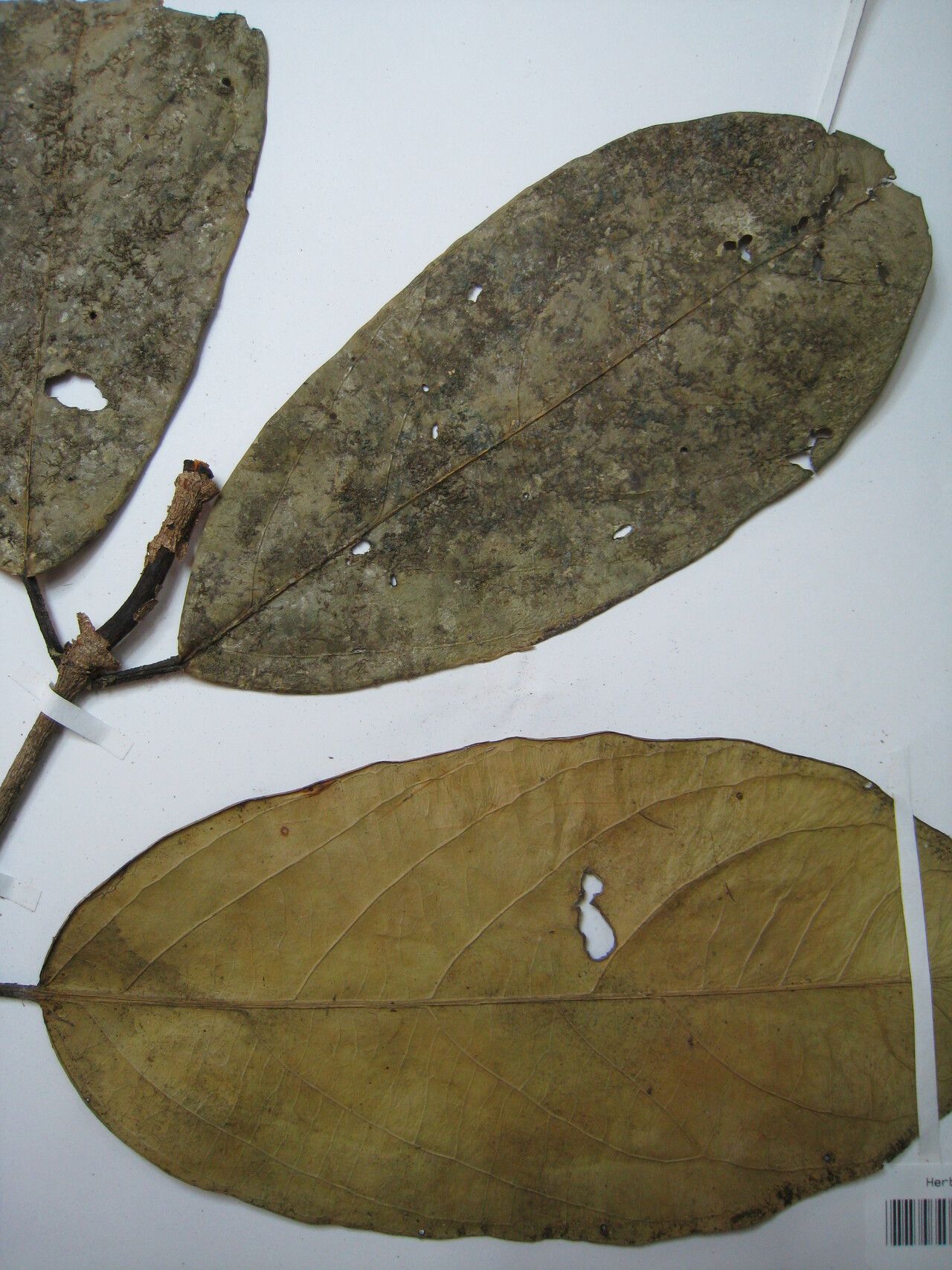 Salacia juruana other