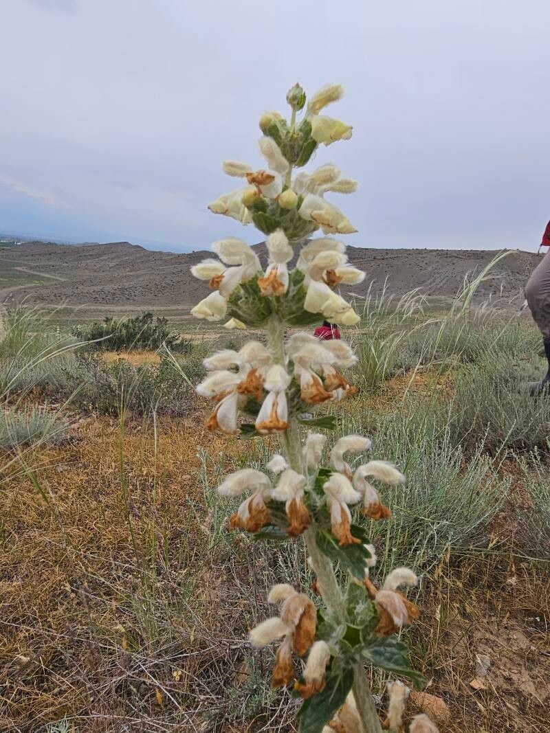 Phlomoides laciniata bark