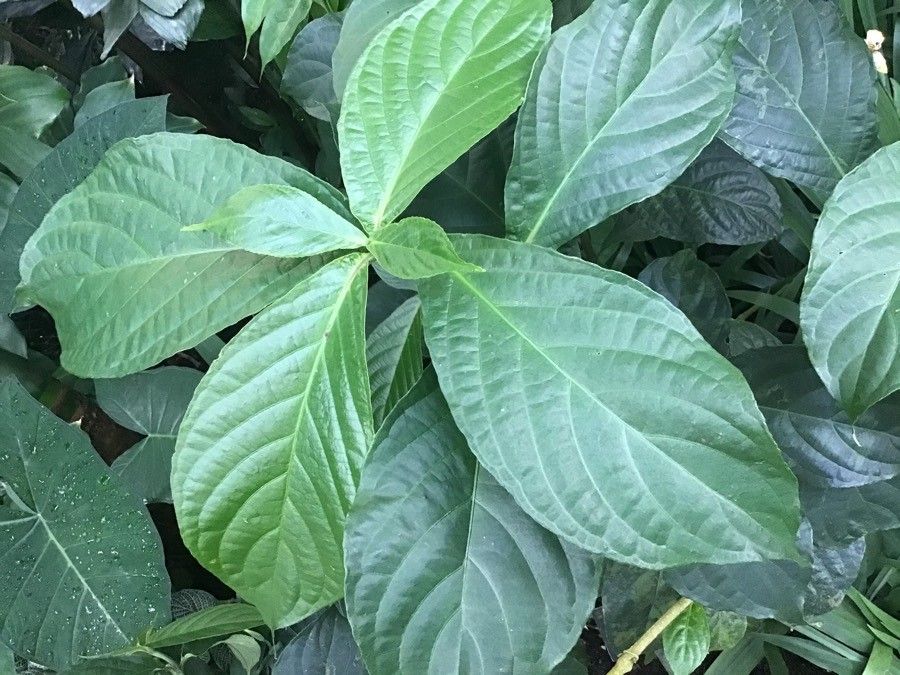 Ruellia chartacea — search result for 'Ruellia'