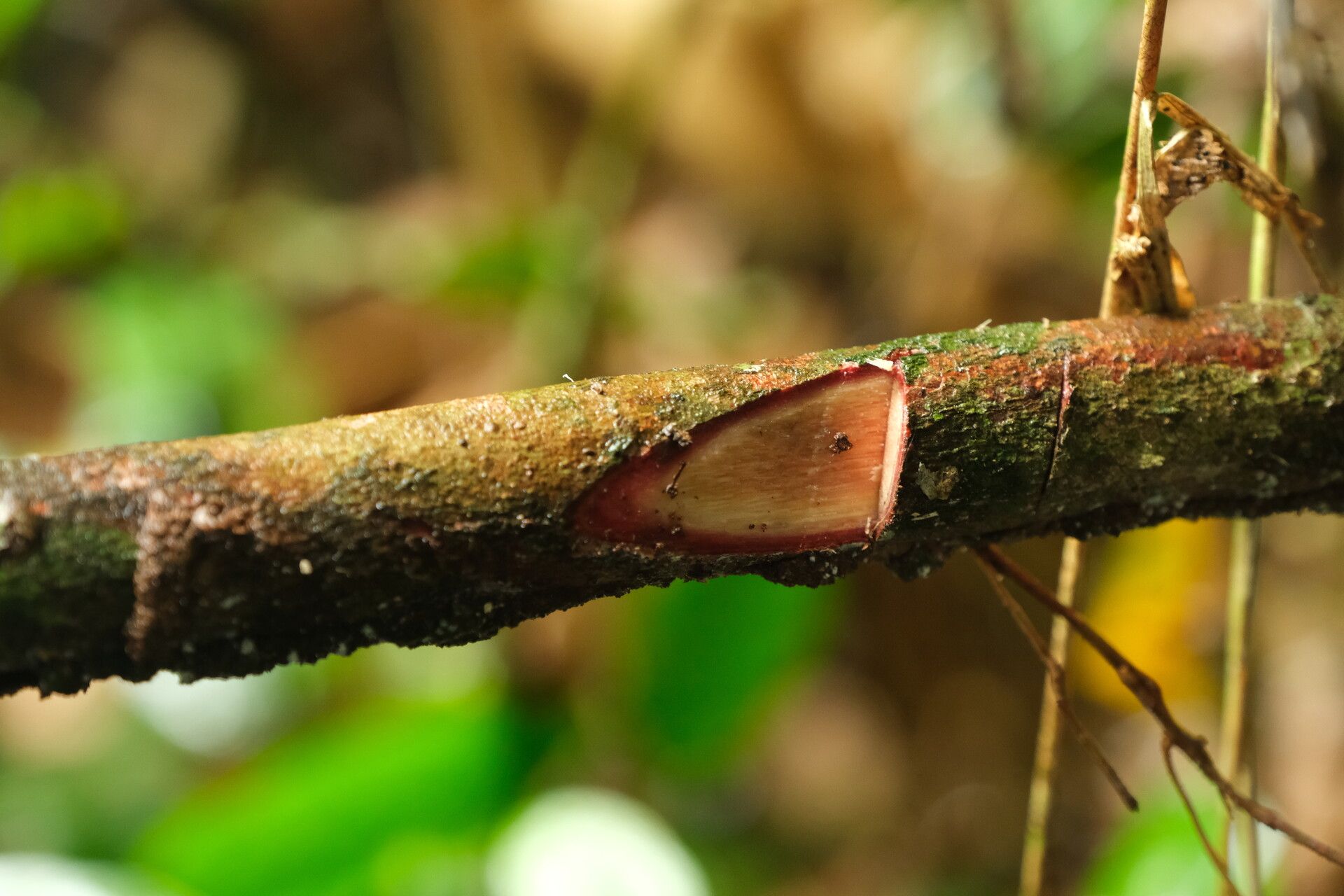 Rourea obliquifoliolata bark