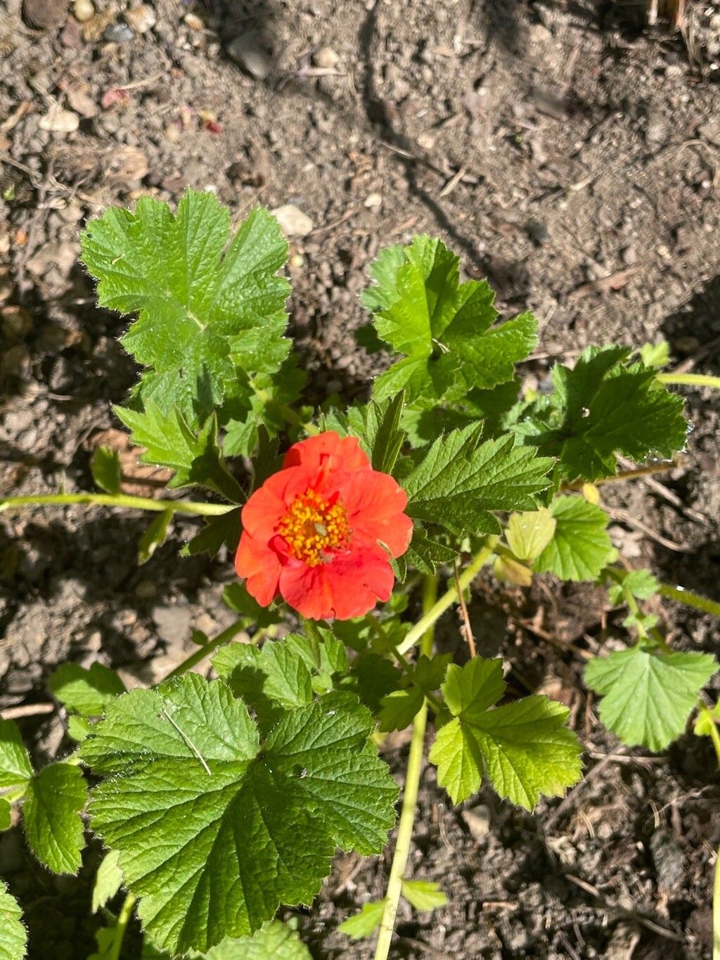 Geum chiloense flower