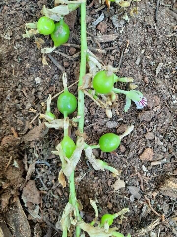 Elettaria cardamomum fruit