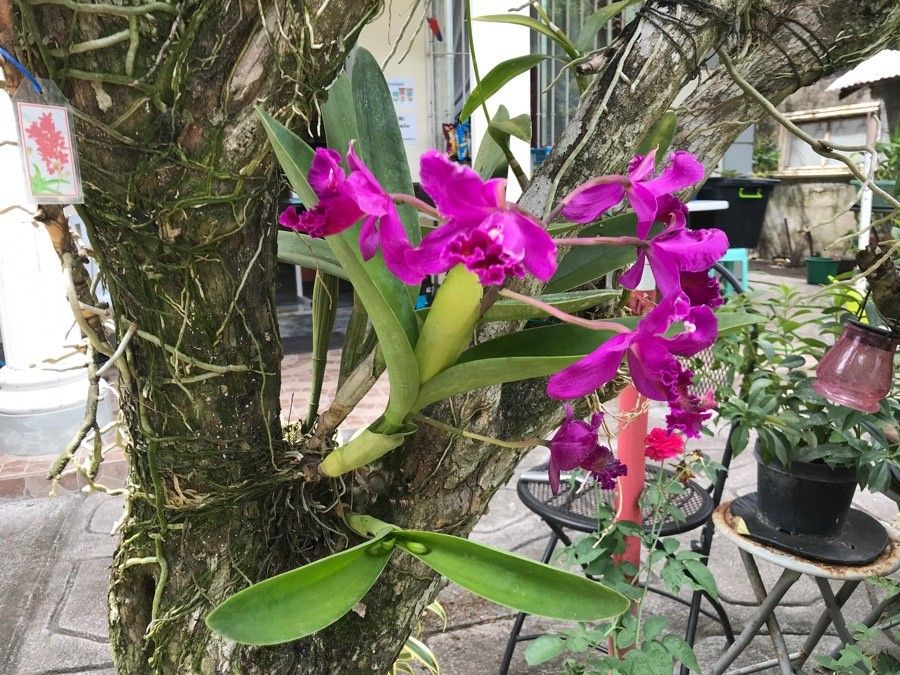 Cattleya lawrenceana flower