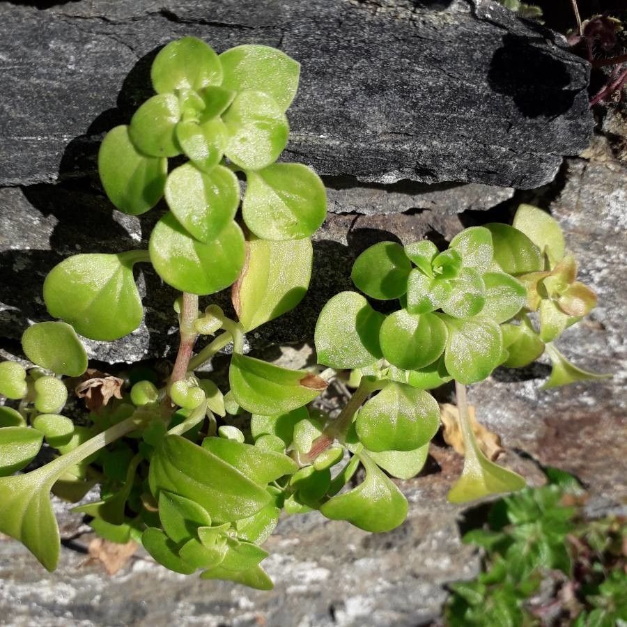 Theligonum cynocrambe leaf