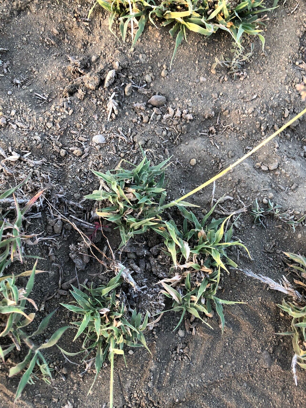 Sporobolus ioclados habit