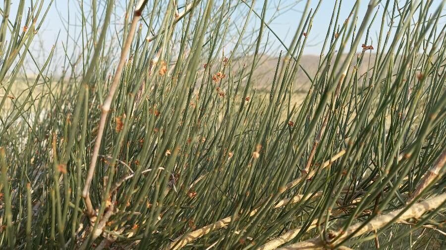 Calligonum comosum — search result for 'Polygonaceae'