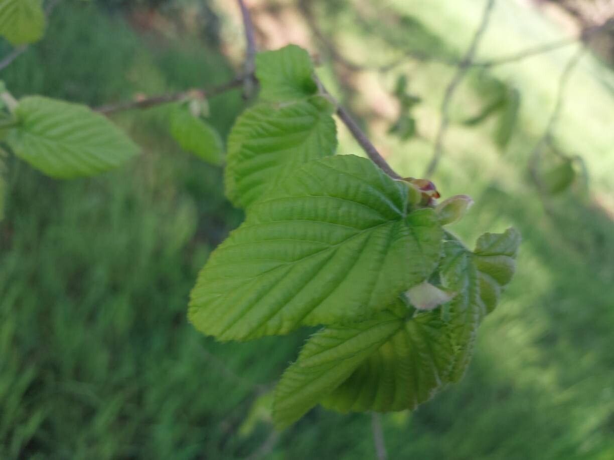 Corylus chinensis