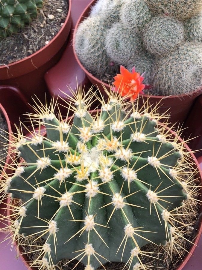 Ferocactus schwarzii — houseplant care guide