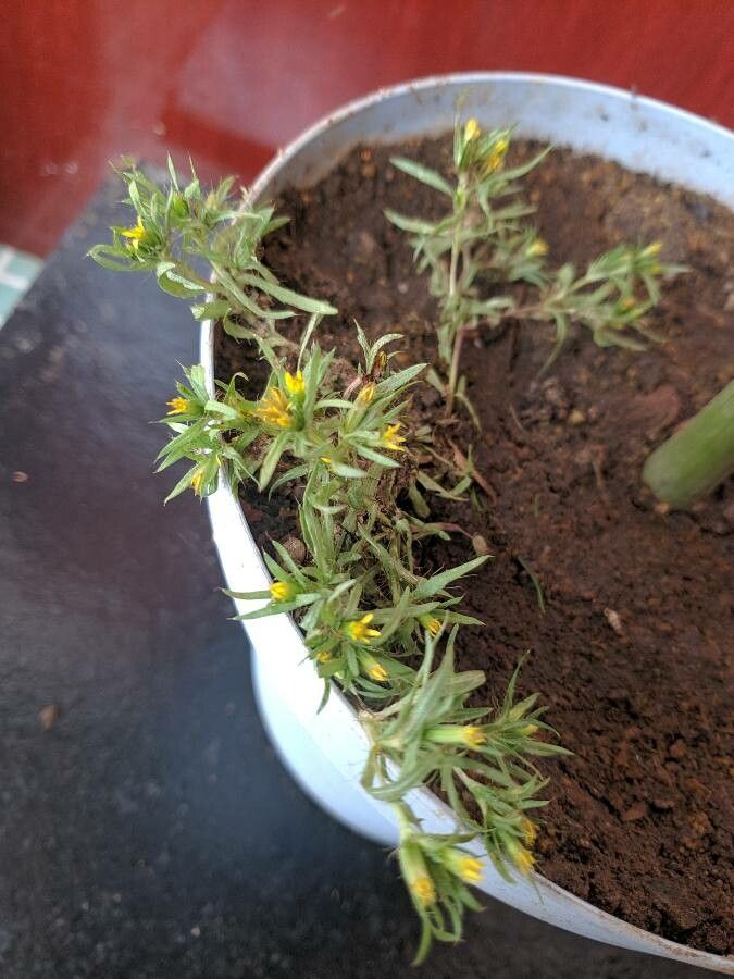 Pectis prostrata flower