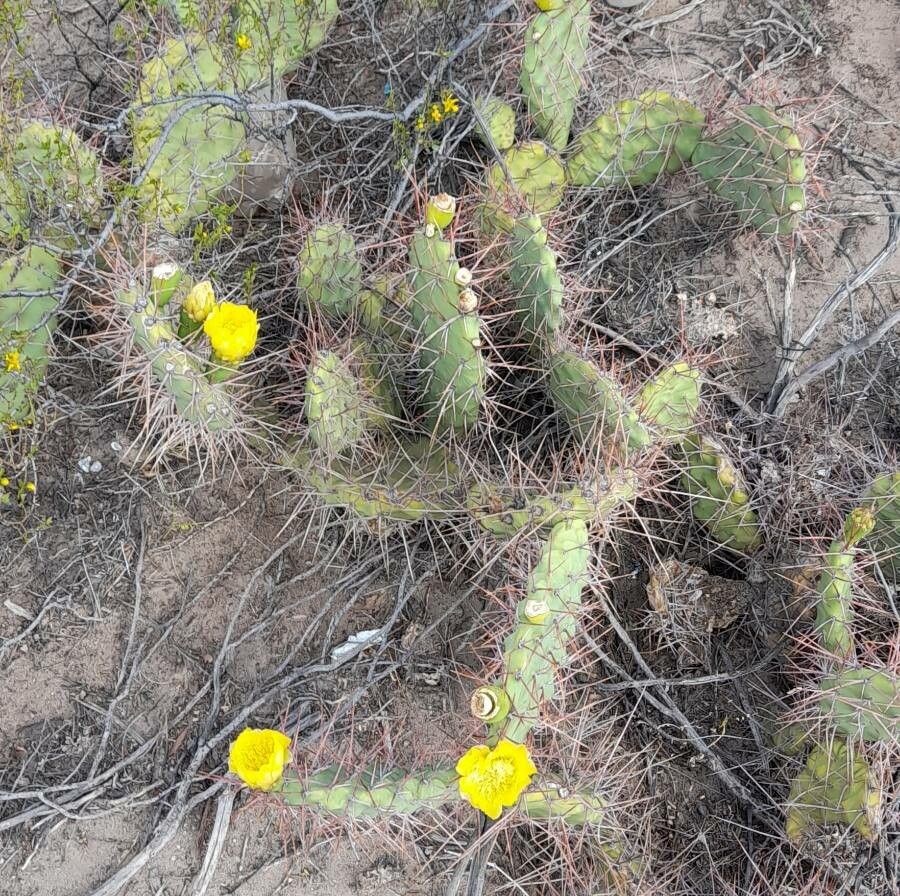 Opuntia sulphurea habit