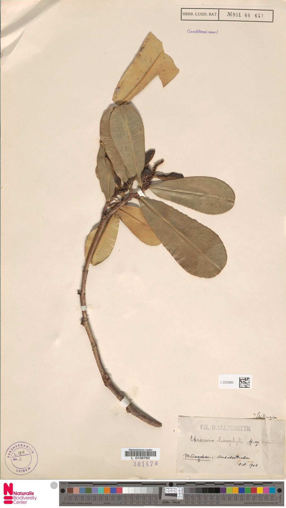 Excoecaria lissophylla — search result for 'Excoecaria'