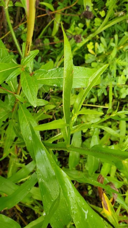 Helenium flexuosum leaf